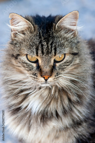 portrait of a cat © Franci