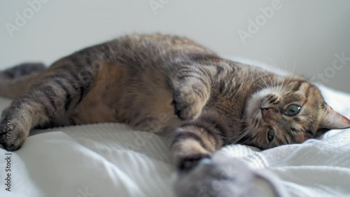 Somebody playing with domestic adorable tabby cat with mouse toy. SLOW MOTION