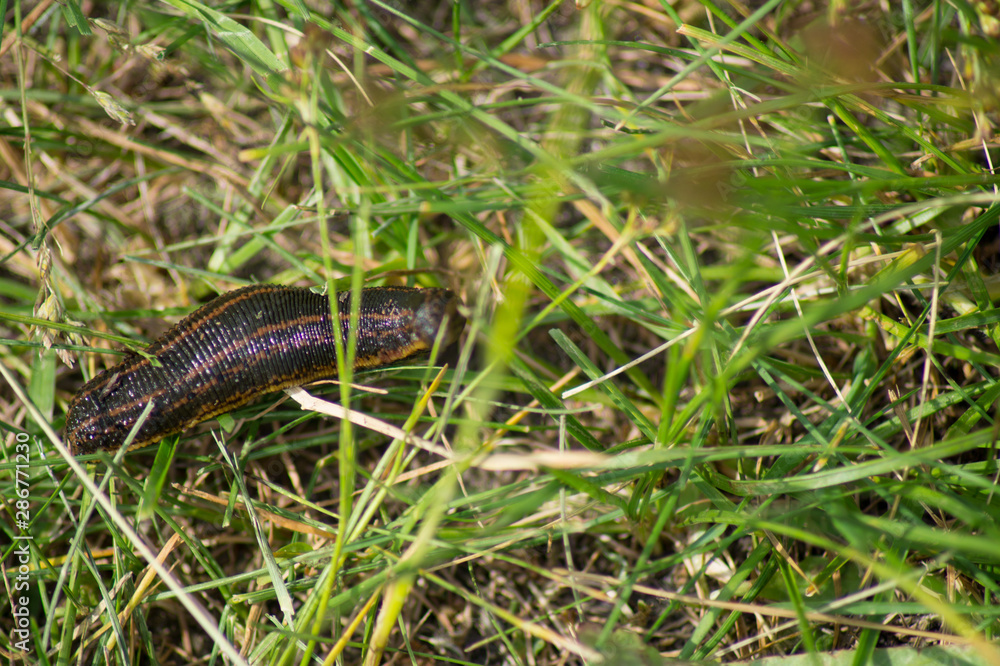 Leech crawling on the grass.Close up.Macro mode.Photo. Leech crawling on the grass.Close up.Macro mode.Photo.