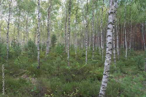 Fototapeta Naklejka Na Ścianę i Meble -  Brzozowy las jesienią.