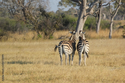 Funny zebra pair