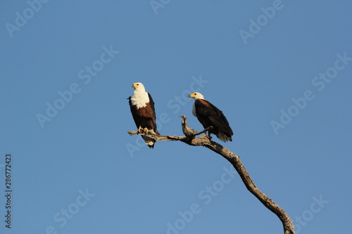 Fish eagle couple in Botswana