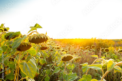 field of sunflowers and blue sky