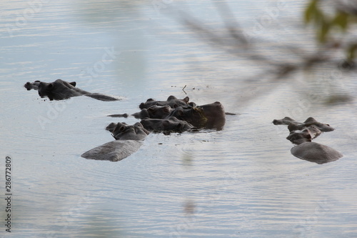 Herd of hippos 