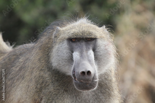Baboon male in Botswana