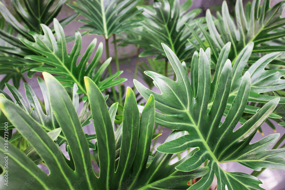 Houseplant palm. big green leaves of monstera and other plants. florist modern decoration or design. Houseplant palm. big green leaves of monstera and other plants. florist modern decoration or design.