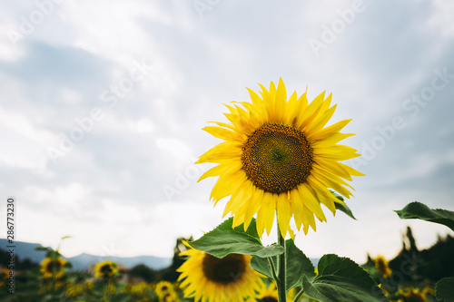 Champ de tournesols en fleur