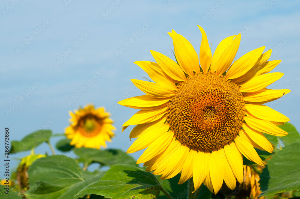 bright sunflowers on a large field on a sunny day