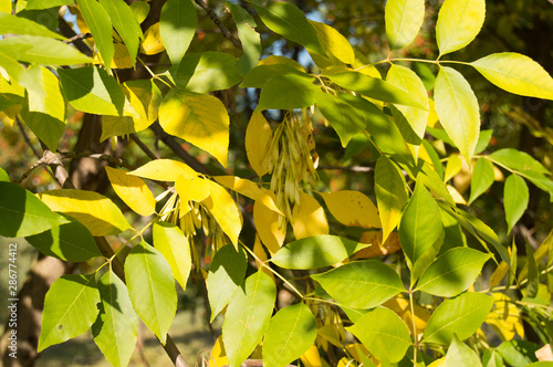 Autumn yellow maple leaves on sunny day. Horizontal photo of nature
