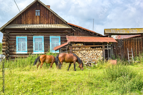 Two horses graze near a log village house