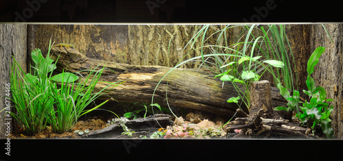 Tropical environment terrarium layout with exotic greens and a log photo