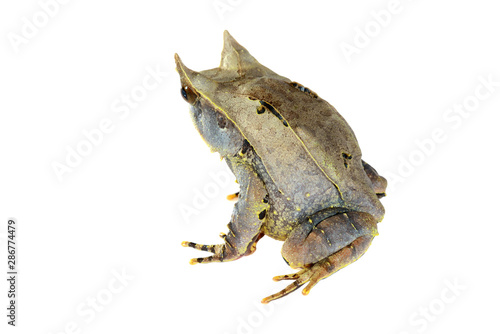 The long-nosed horned frog Megophrys nasuta isolated on white photo