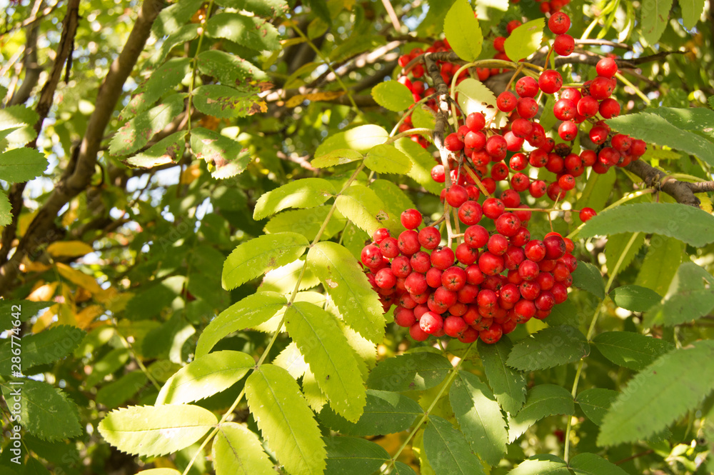 Photo of red fruits and leaves of mountain ash. Autumn nature