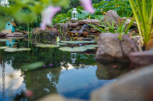 Colorful koi carps swim in a small pond in the country