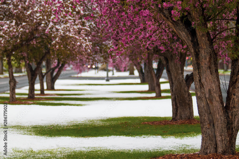 Snowy pink rows of trees Snowy pink rows of trees
