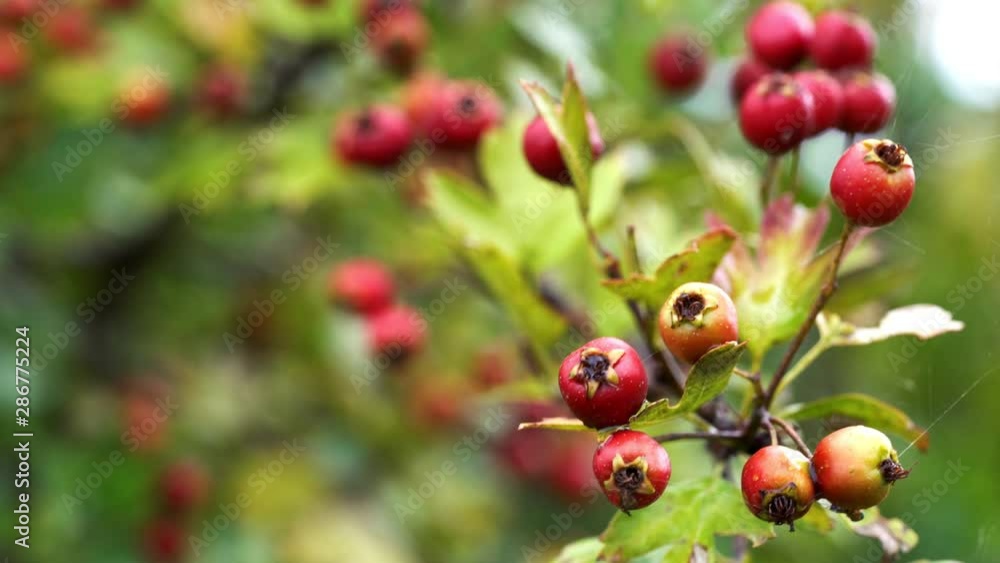 Ripening Hawthorn on slight breeze (Crataegus) - (4K) Ripening Hawthorn on slight breeze (Crataegus) - (4K)