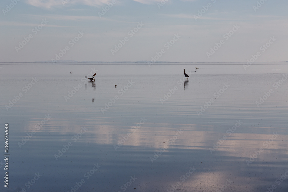 Salton Sea Birds