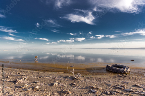 Salton Sea Birds