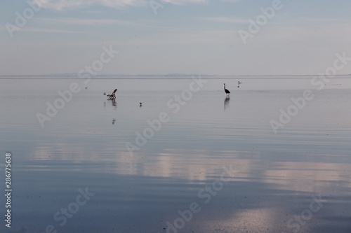 Salton Sea Birds © stu