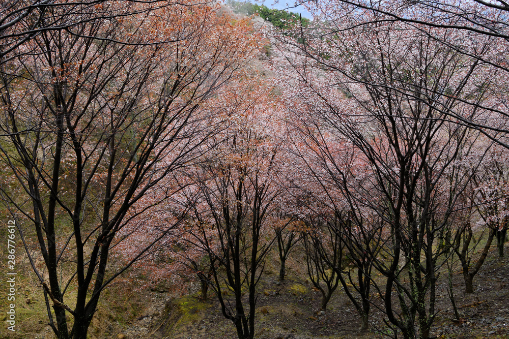 吉野山のシロヤマザクラ、吉野の山桜
