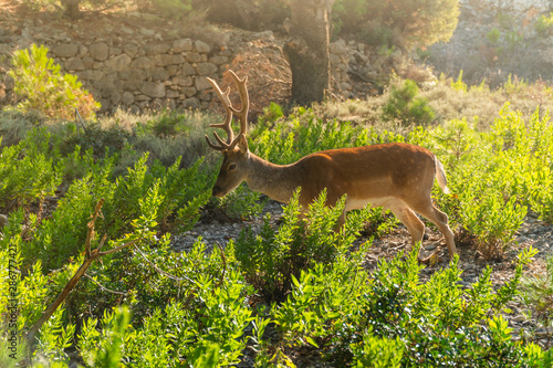 Portrait of majestic powerful young red deer stag in nature with sun flare © 24K-Production