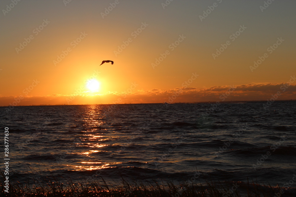 Soaring in the Sun Soaring in the Sun
