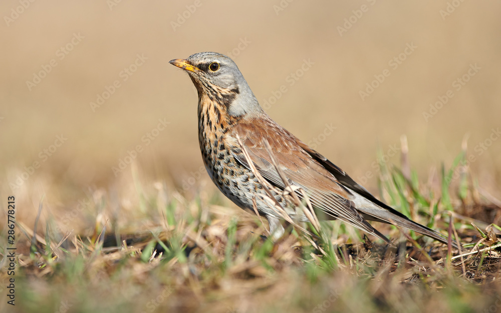 Fototapeta premium Wild thrush (Turdus pilaris) close up