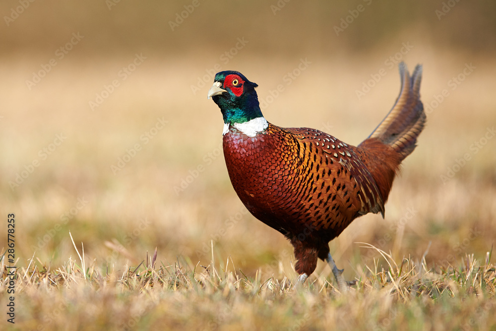 Fototapeta premium Ringneck Pheasant (Phasianus colchicus) male