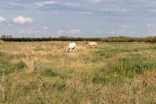 Landscape with Upper Thracian Plain, Bulgaria