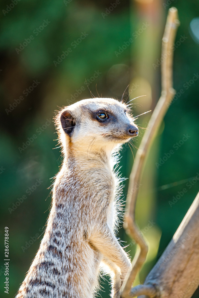 Fototapeta premium Individual Meerkat looking for predators