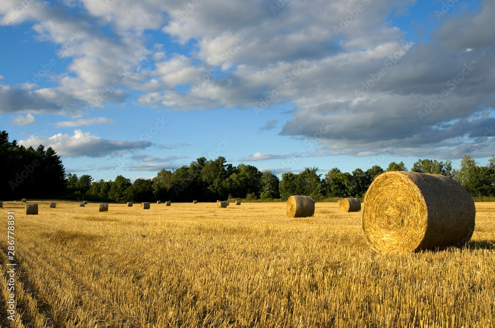 Freshly Cut Field of Yellow Straw with Beautiful Large Bale in the Foreground