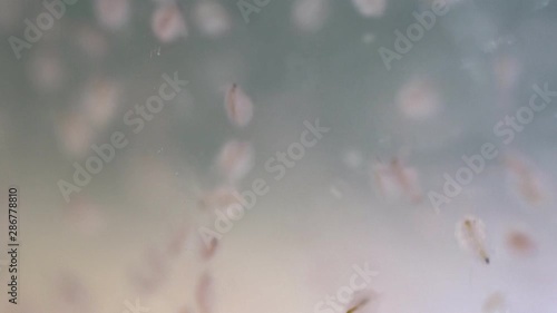 Water flea (Daphnia magna) is a small planktonic crustacean under microscope view for education. photo