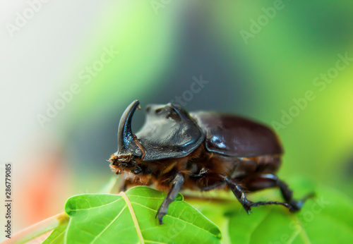 rhinoceros beetle on viburnum leaves on a blurred background © Viacheslav