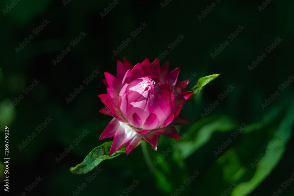 Beautiful pink flower with green leaves on black background. Gardening. Autumn harvest. Floriculture. Garden and vegetable garden. Background. Wallpaper. Banner. Texture. close up. selective focus.