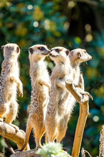 Family portrait of meerkats looking for predators