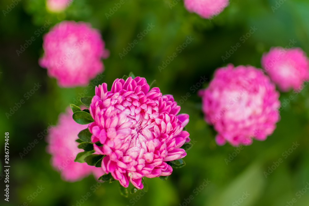 Beautiful pink Aster flowers with green leaves on a green background. Gardening. Autumn harvest. Floriculture. Garden and vegetable garden. Background. Wallpaper. Banner. Texture. selective focus Beautiful pink Aster flowers with green leaves on a green background. Gardening. Autumn harvest. Floriculture. Garden and vegetable garden. Background. Wallpaper. Banner. Texture. selective focus