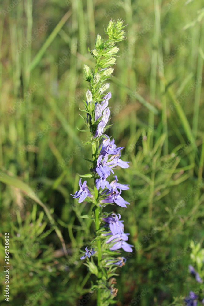 Great blue lobelia at Blue Star Woods in Glenview, Illinois Great blue lobelia at Blue Star Woods in Glenview, Illinois
