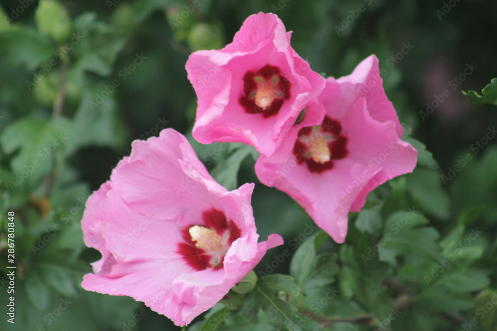 Three Pink Summer Garden Morning glory Flowers Three Pink Summer Garden Morning glory Flowers