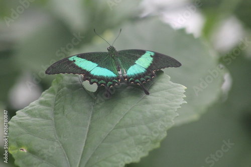 Torquise Butterfly close-up on leaf photo