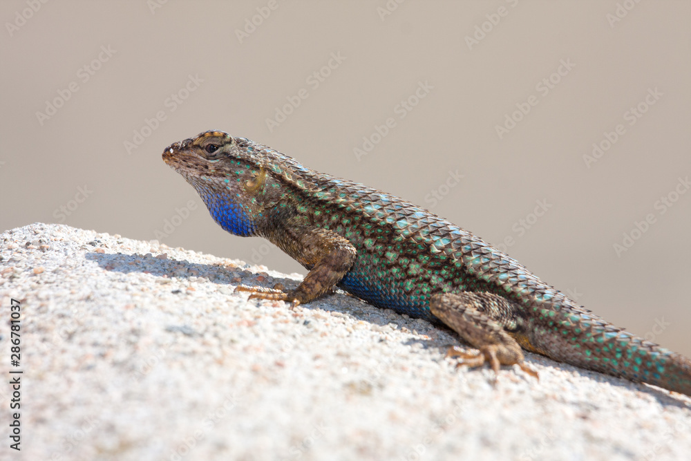 Fototapeta premium Western Fence Lizard