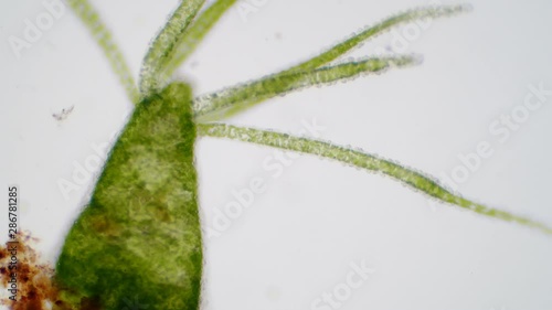 Hydra is a genus of small, fresh-water animals of the phylum Cnidaria and class Hydrozoa. photo