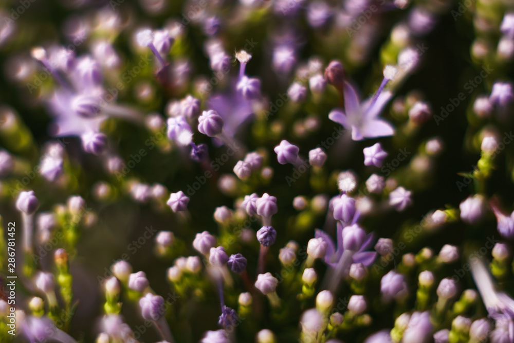 Wedding invitation pattern, florist cutaway. Blurred abstract pattern for designer. Flower macro. Wedding invitation pattern, florist cutaway. Blurred abstract pattern for designer. Flower macro.