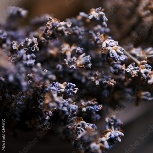 Fragment of floral design. Abstract romance background, soft focus.