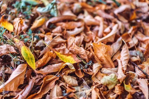 Orange autumn fallen leaves lying on ground. Season specific concept, soft focus.