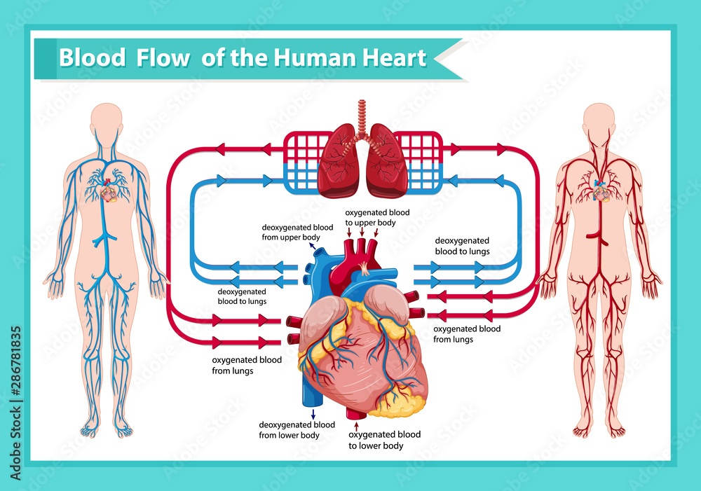 Scientific medical illustration of human blood flow Scientific medical illustration of human blood flow