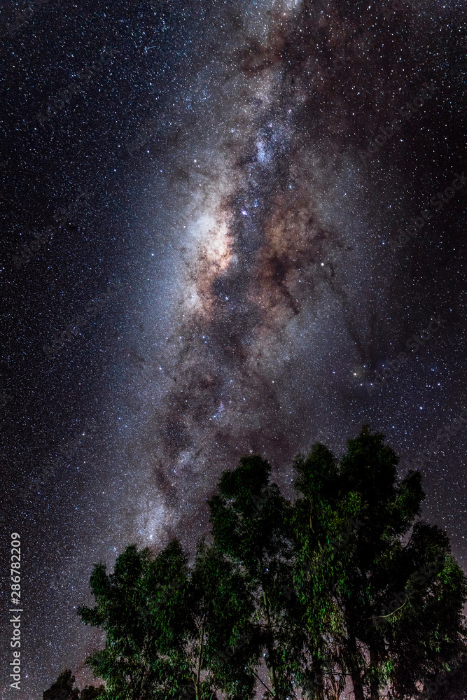The Millky Way Galaxy with tree silhouetted in front.   