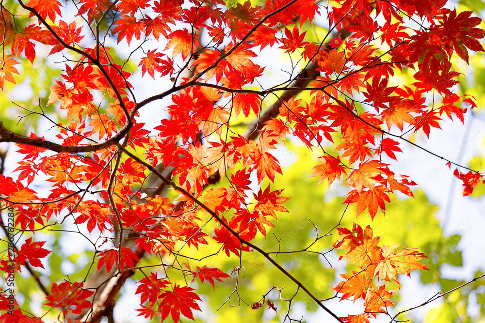 autumn leaves on a tree