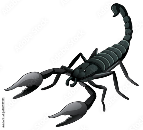 Black scorpion on white background photo