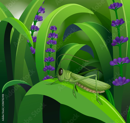 Nature scene with grasshopper on leaf