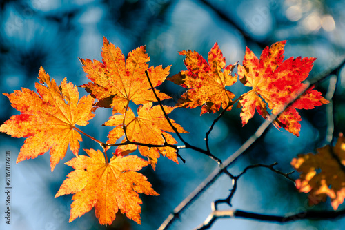 autumn leaves on a tree